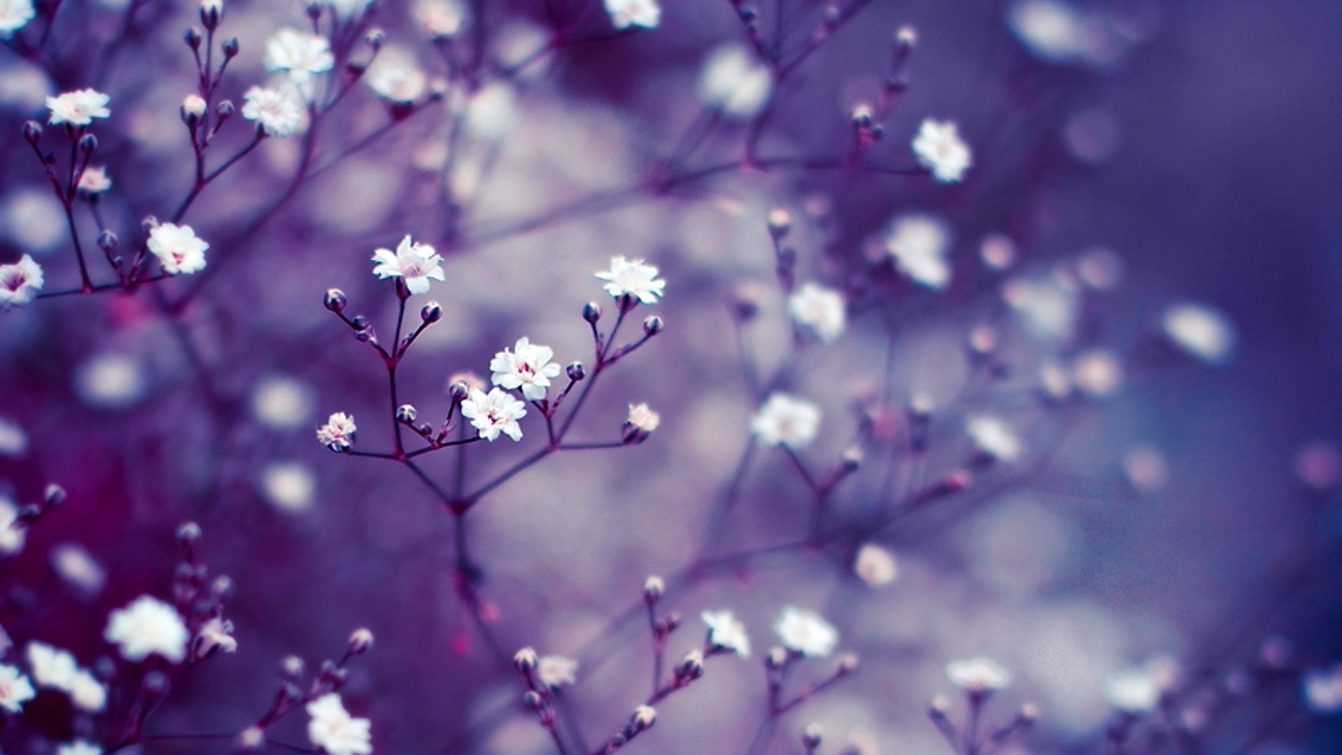 macro background buds blur branches lilac flower