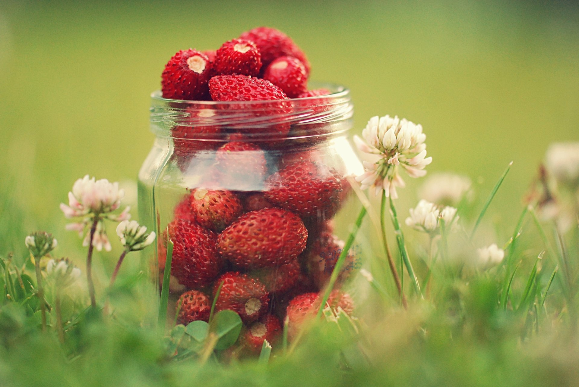 fiori fragole vaso erba bacche verdi trifoglio