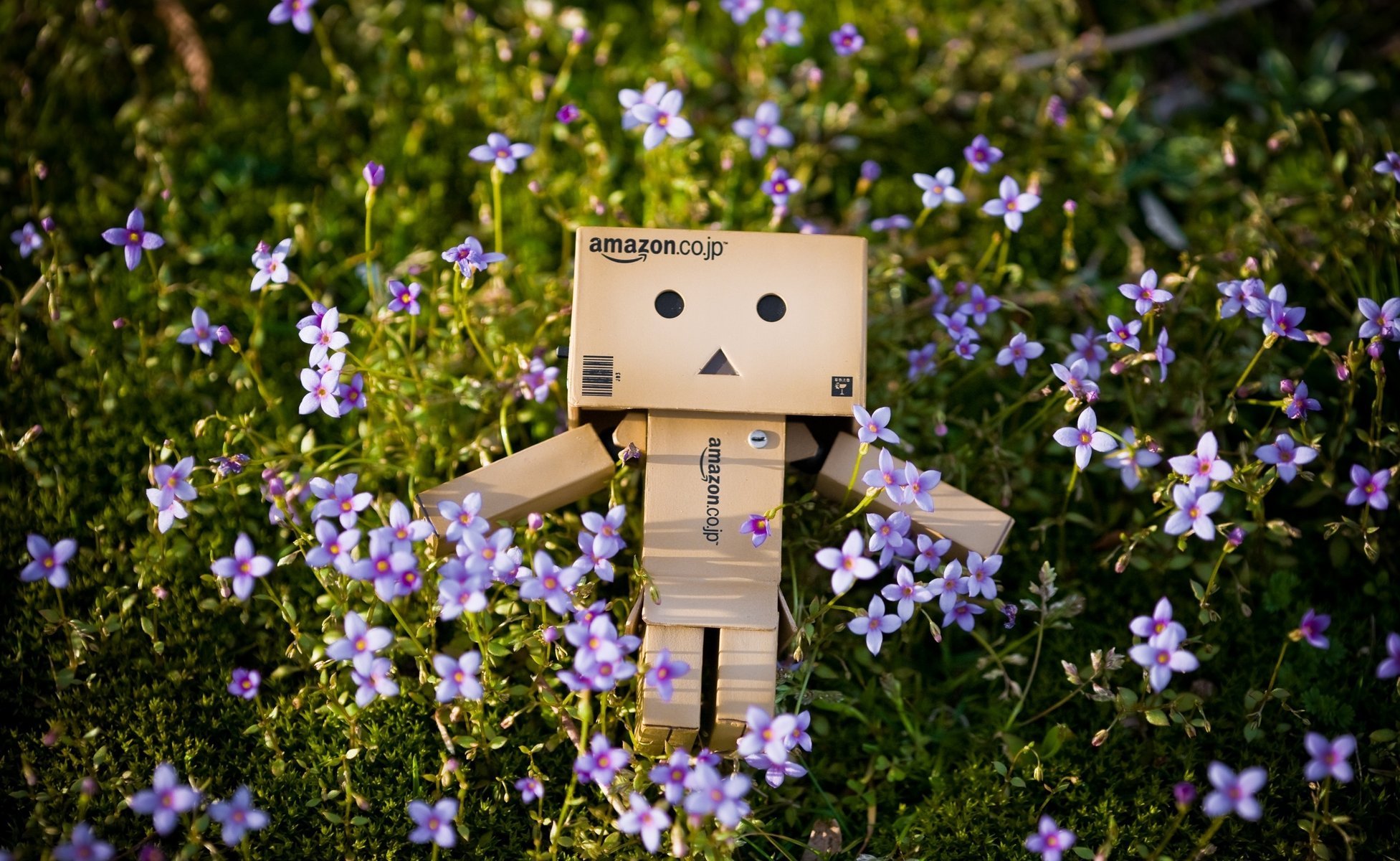 danbo boîte fleurs nature herbe