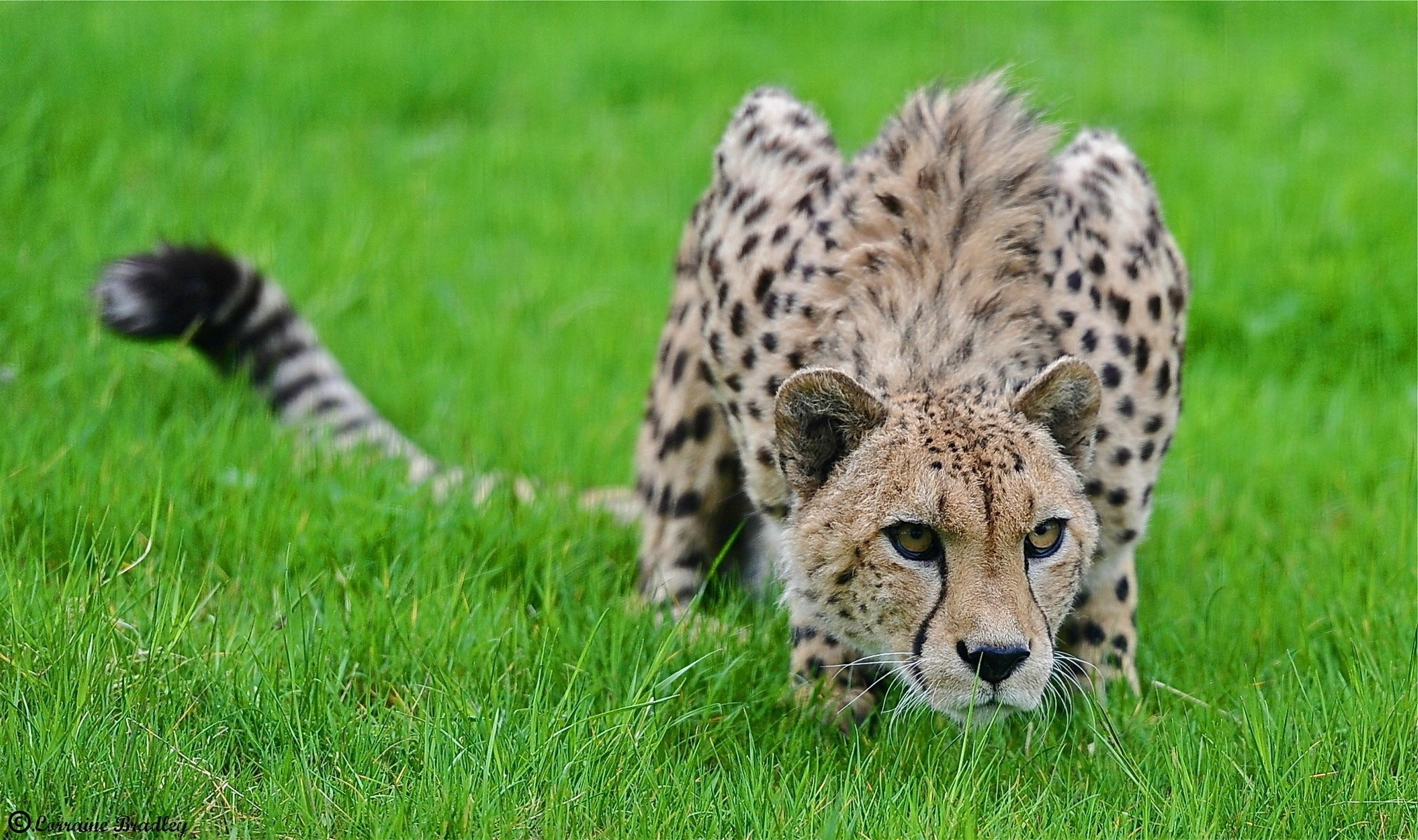 se faufiler prédateur guépard herbe