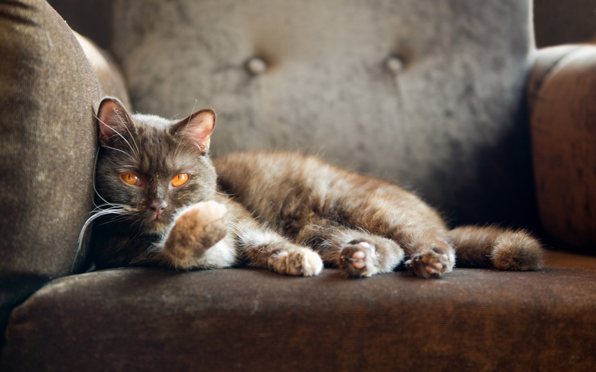 kot brytyjski kot british shorthair fotel kot patrzy