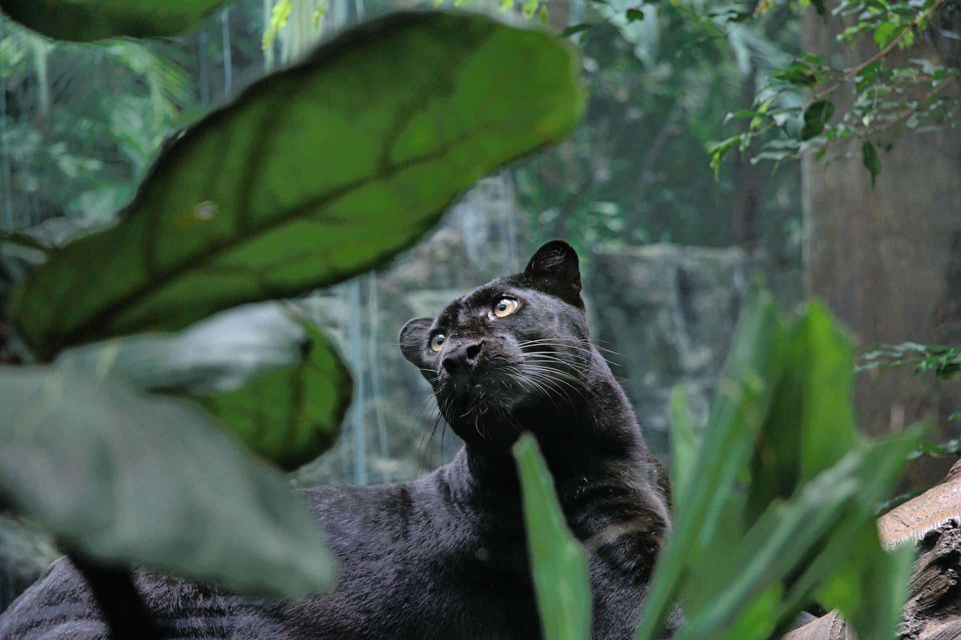 pantera negro coño gato selva hocico felino