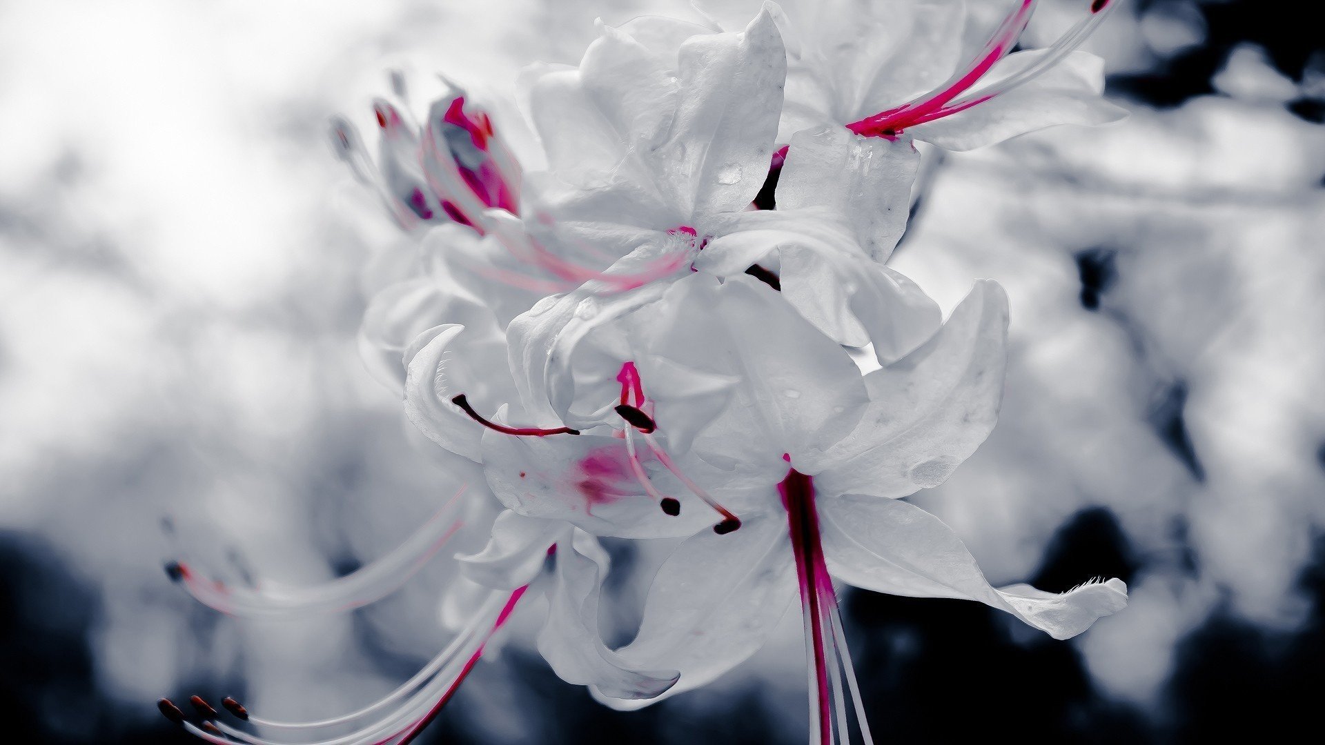 plante rouge macro blanc fleur