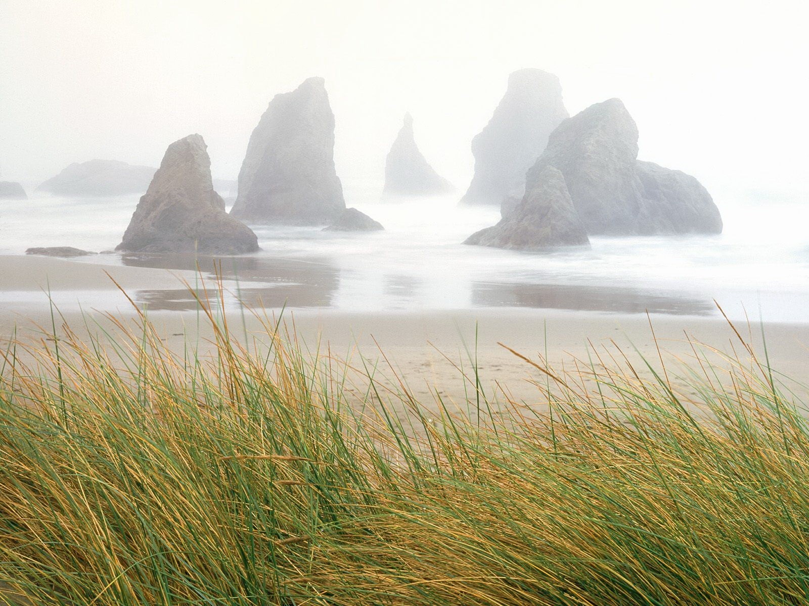 niebla mar rocas hierba