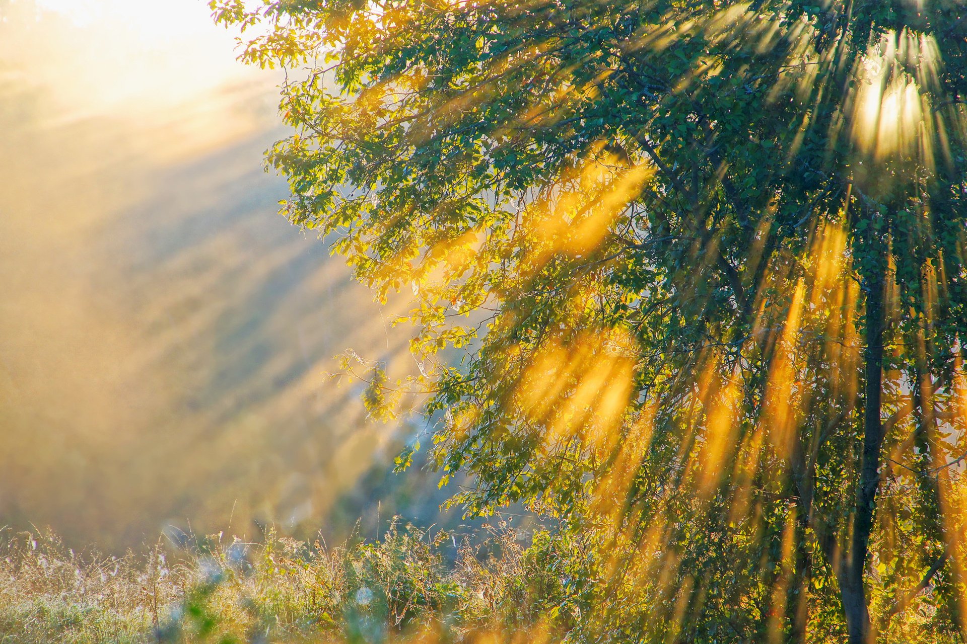 arbre nature rayons matin lumière