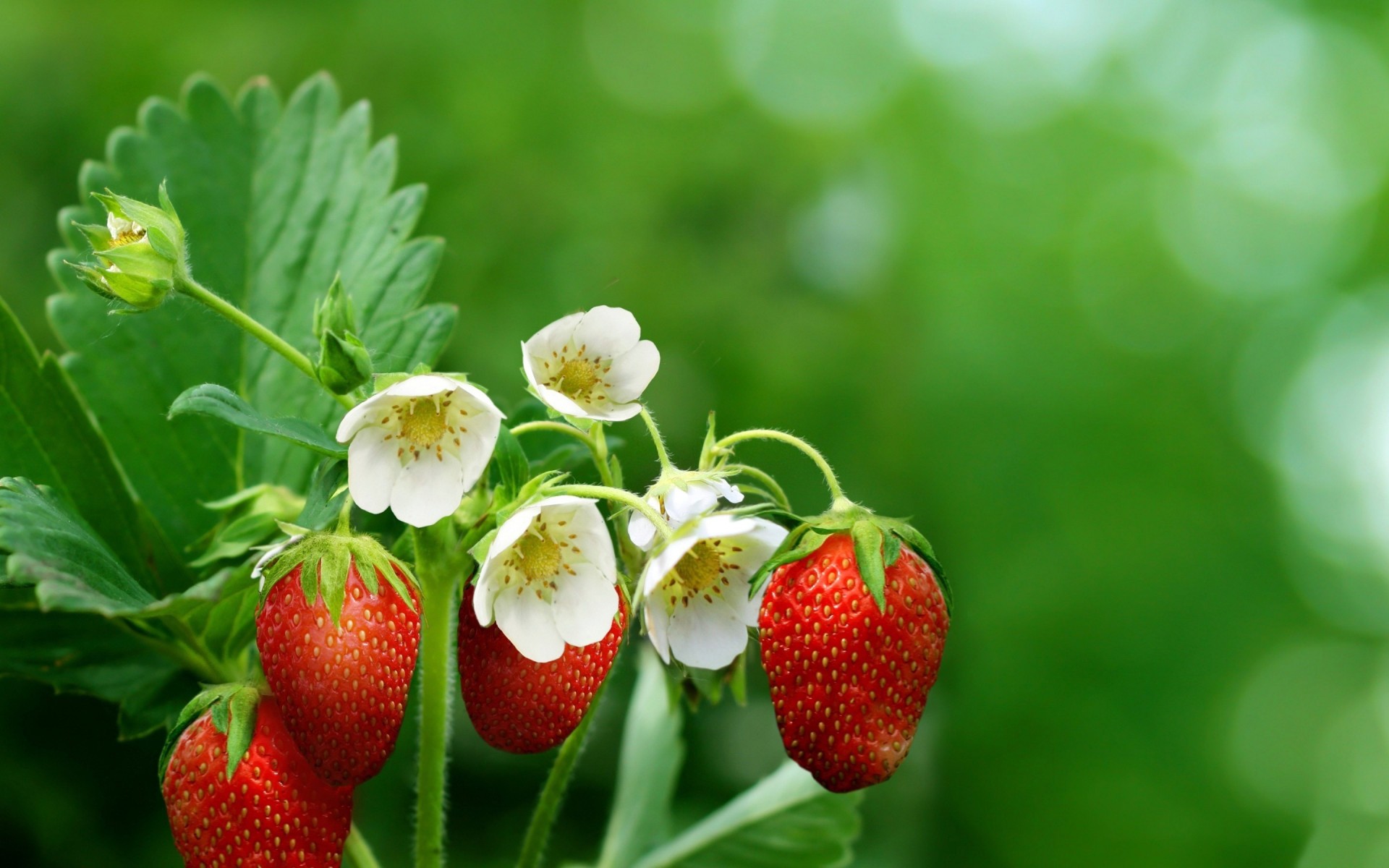 foglia bacche fragole fiori