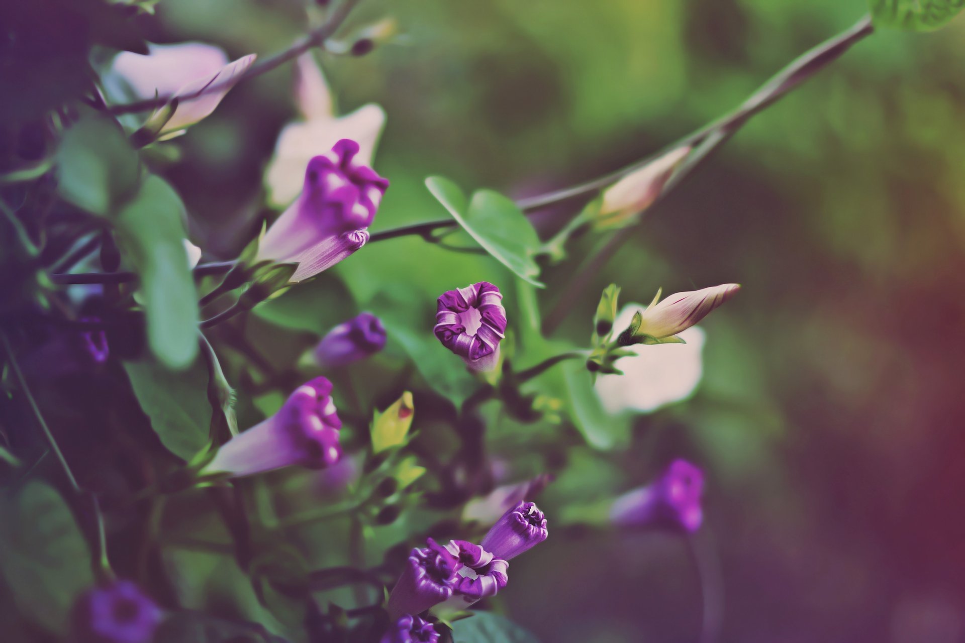 grüntöne blumen herbst