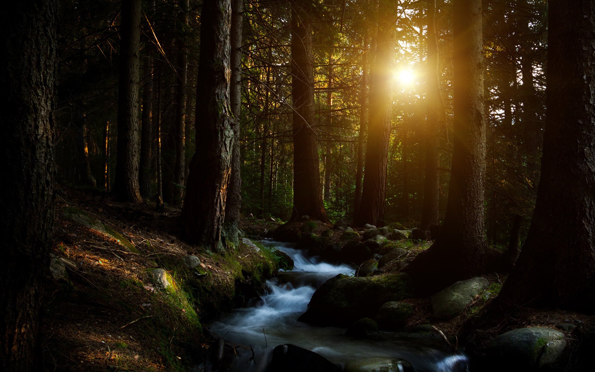 forêt forest soleil ruisseau arbres