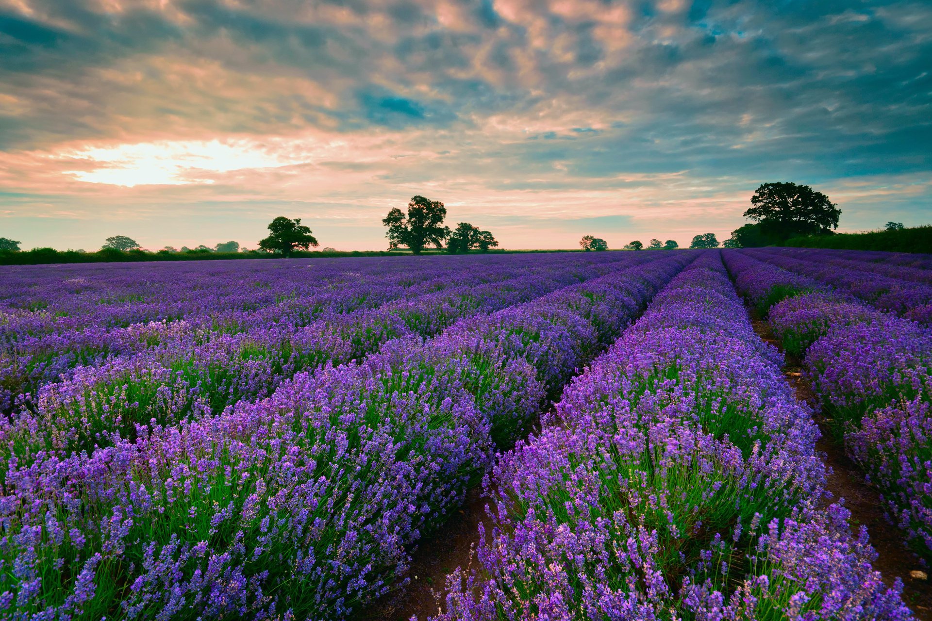 lavanda campo cielo nuvole