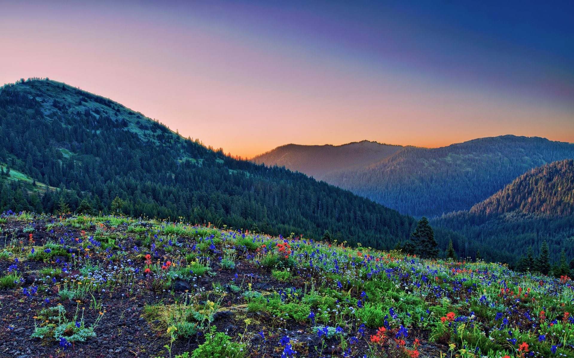 montagne radura fiori boschi