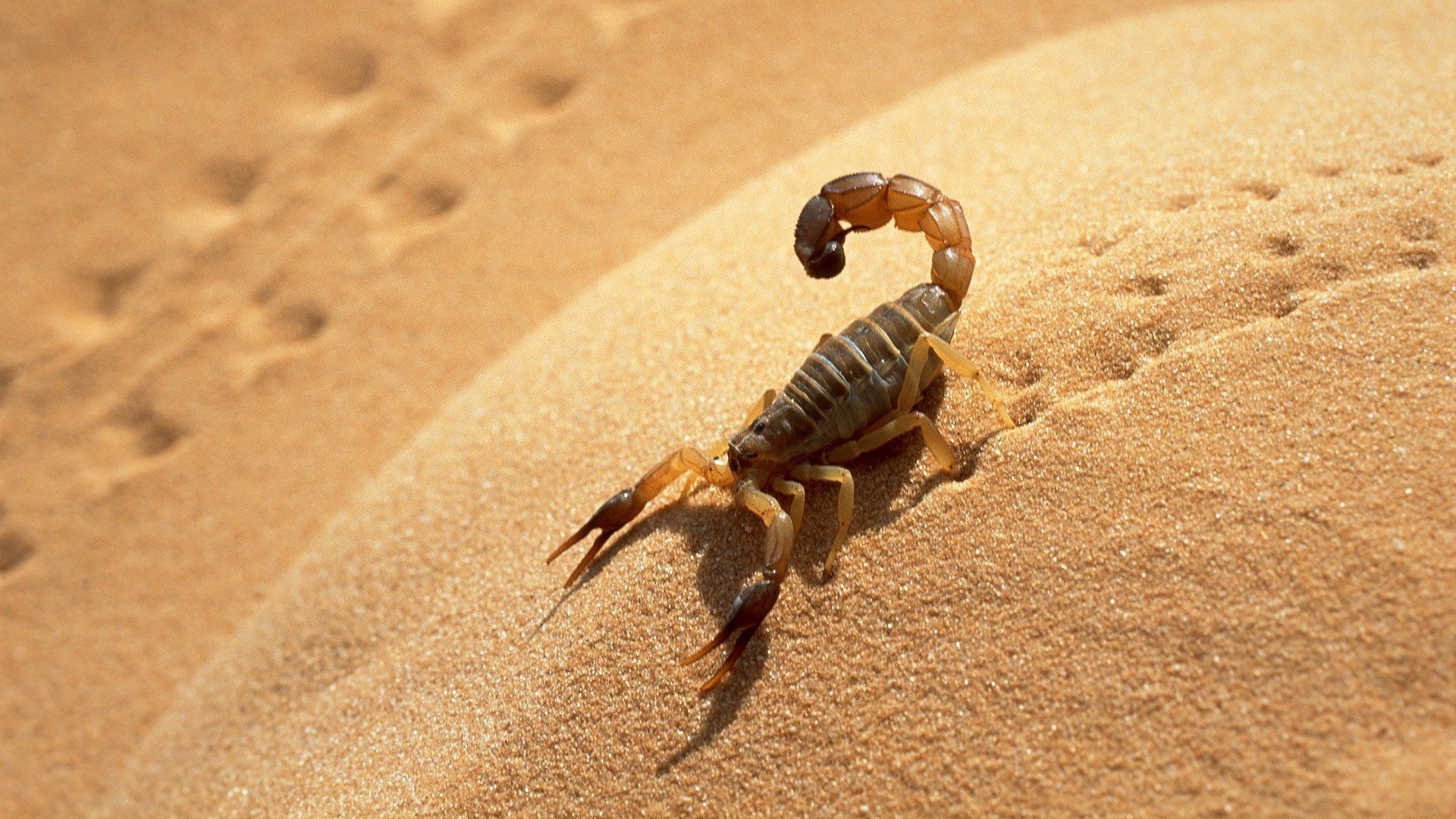 skorpion spuren schatten sand