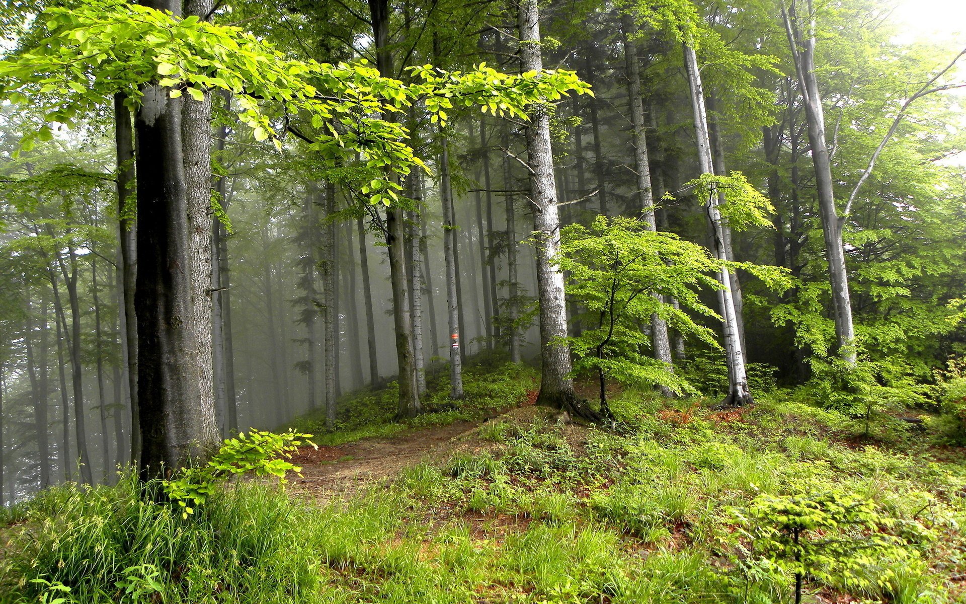 sommer wald landschaft bäume natur