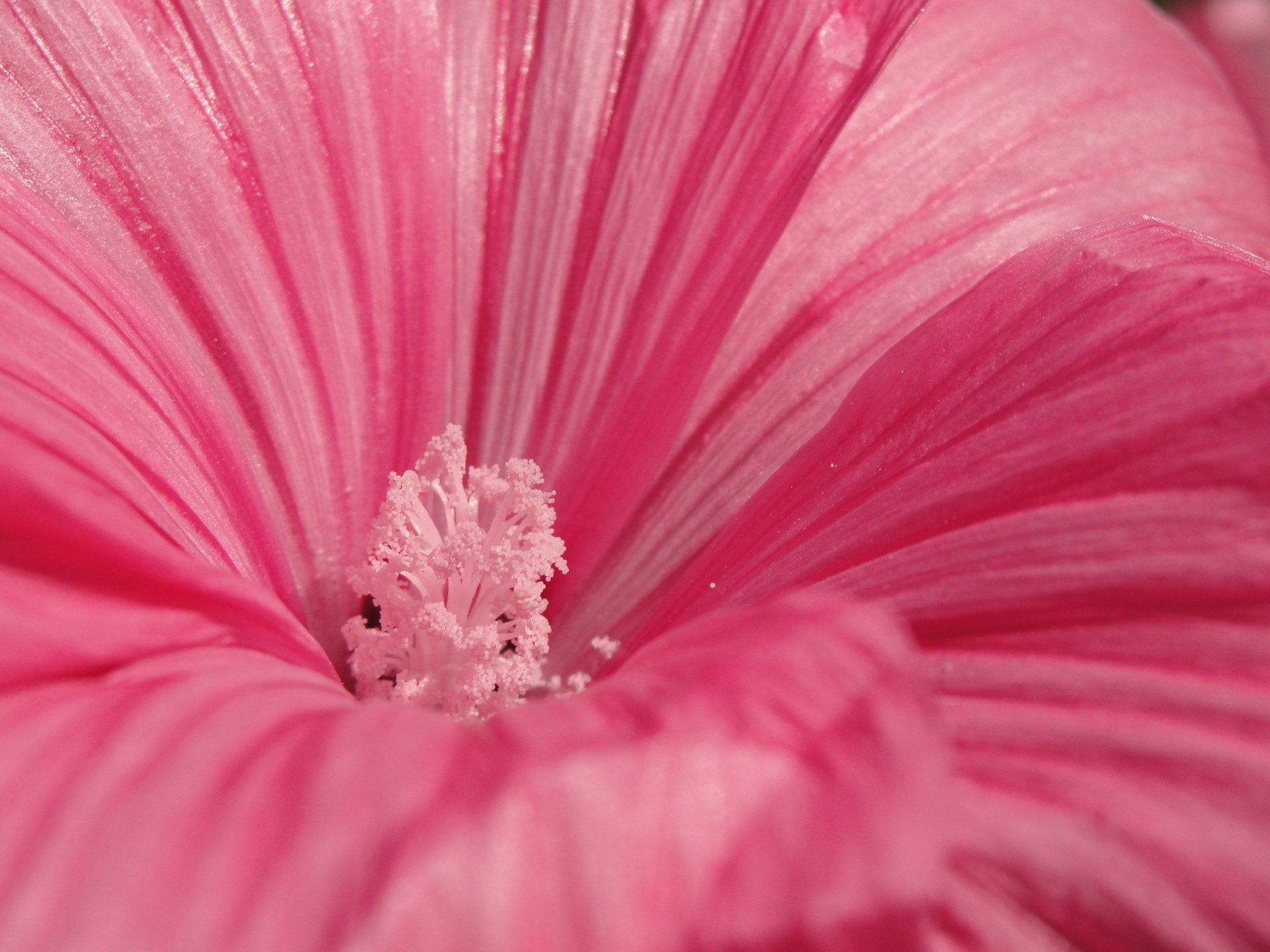 flor macro rosa