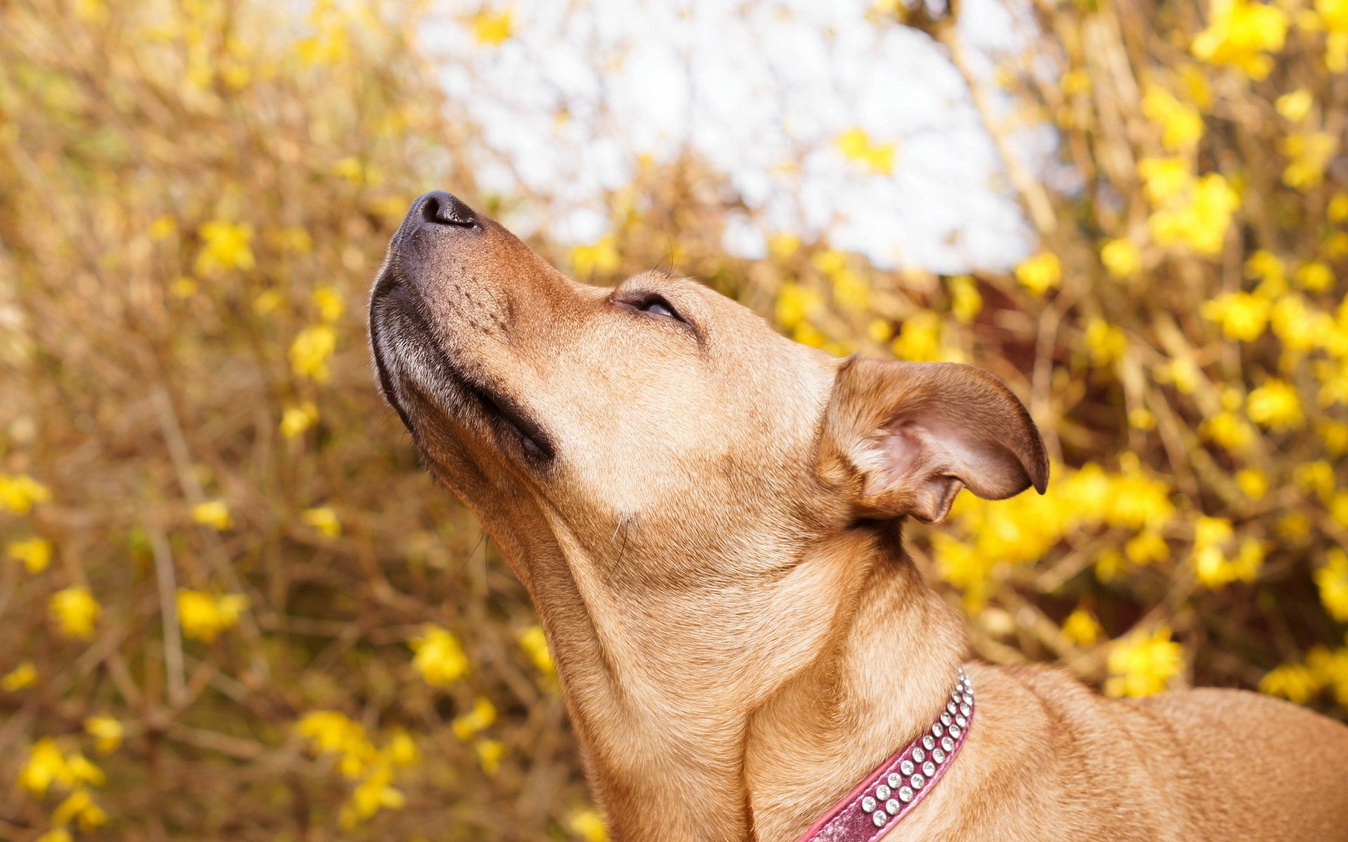 background dog nature