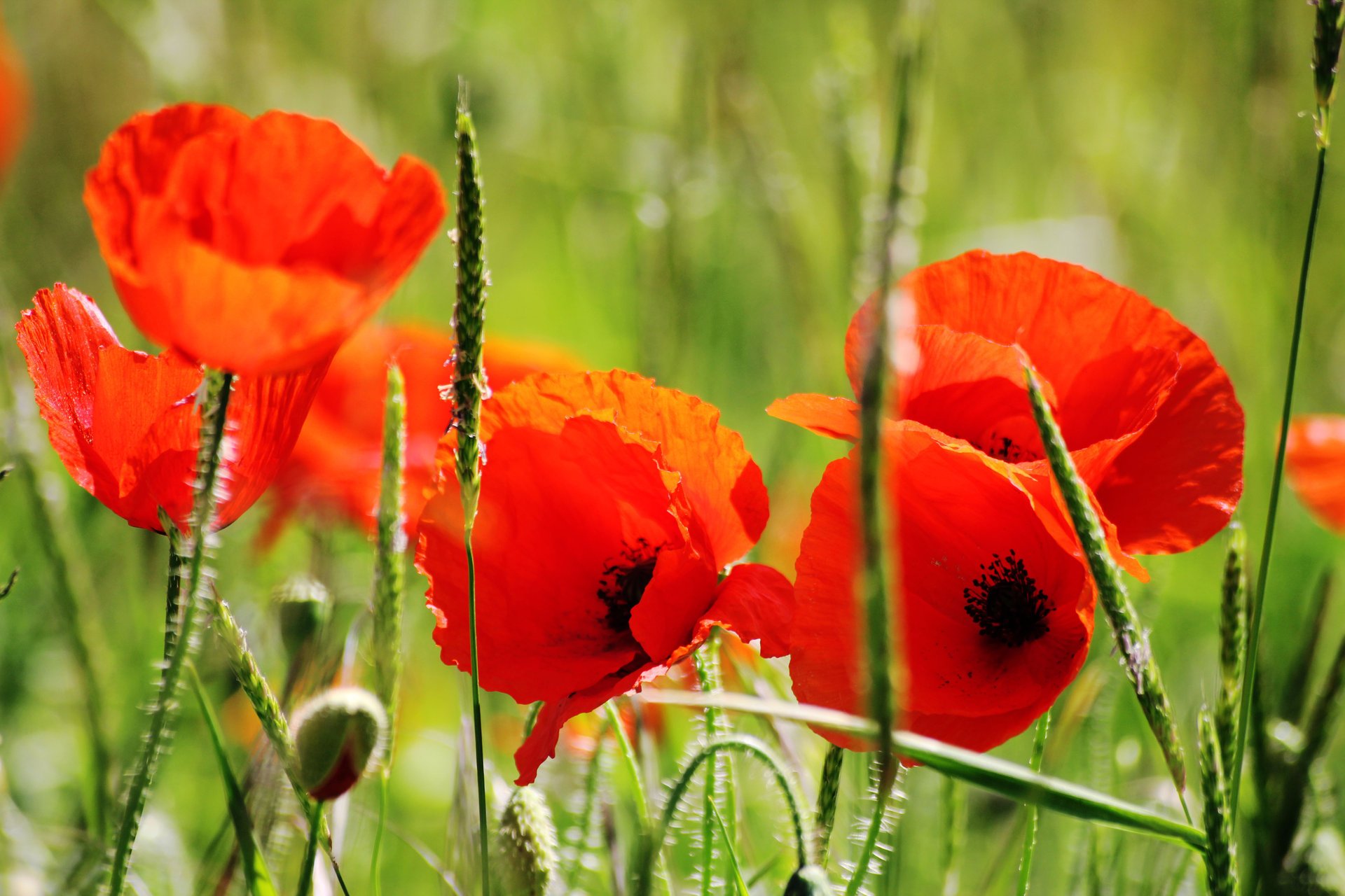 flowers maki petals green grass stems red