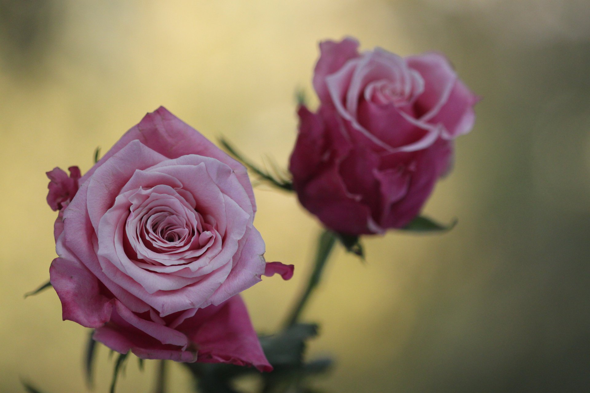 blumen makro foto rose rosen unschärfe rosa