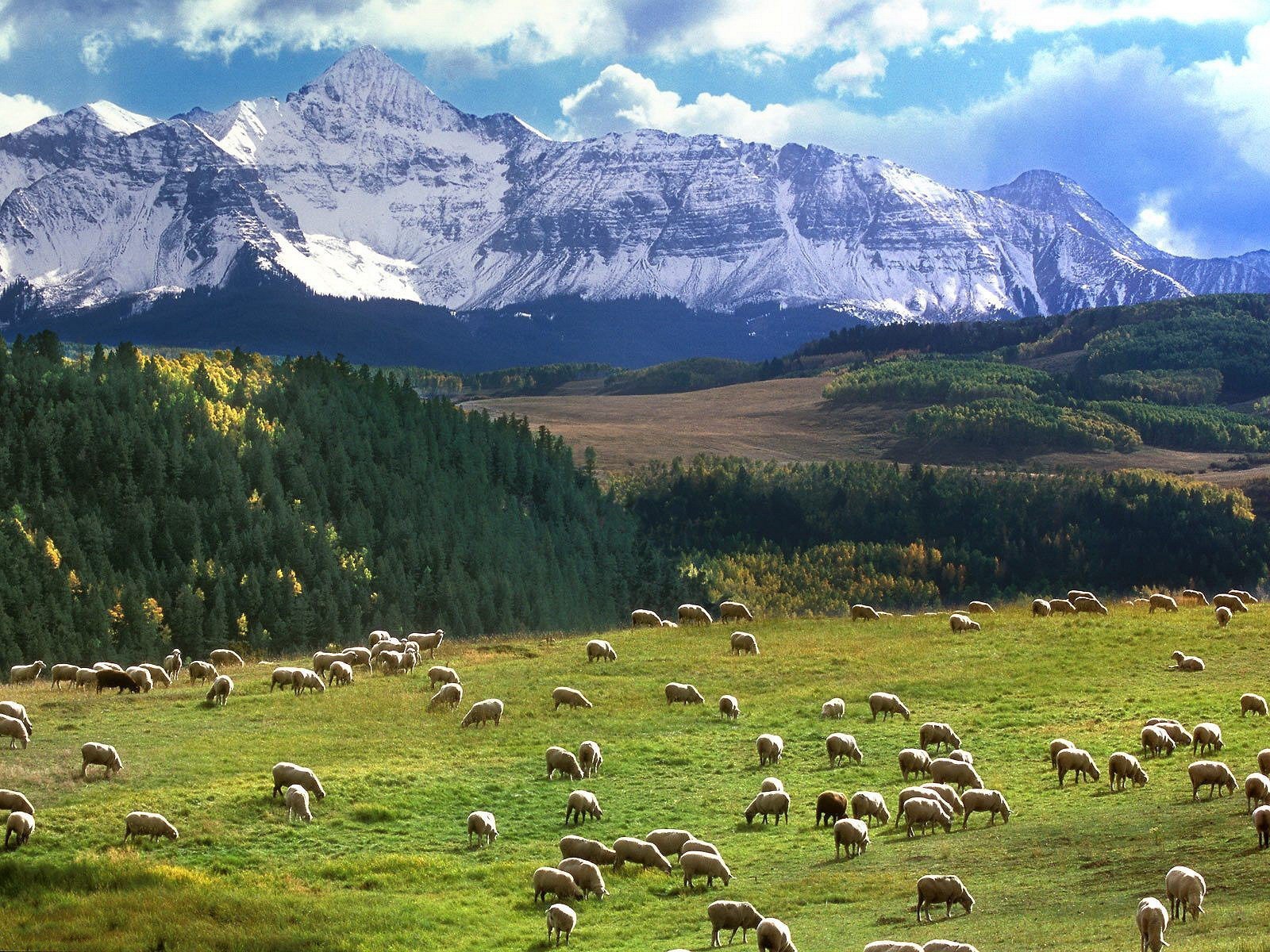 campo montagne pascolo