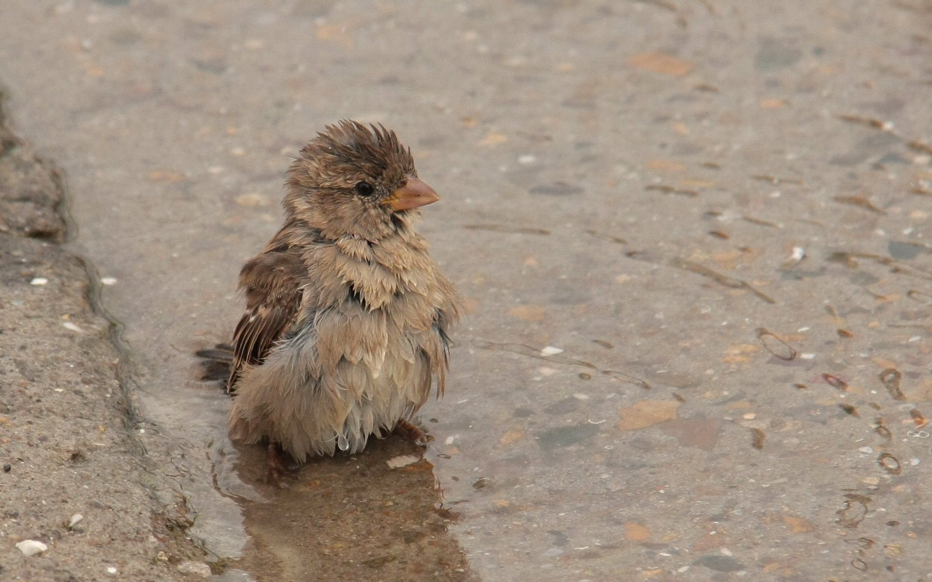 parrow puddle bird