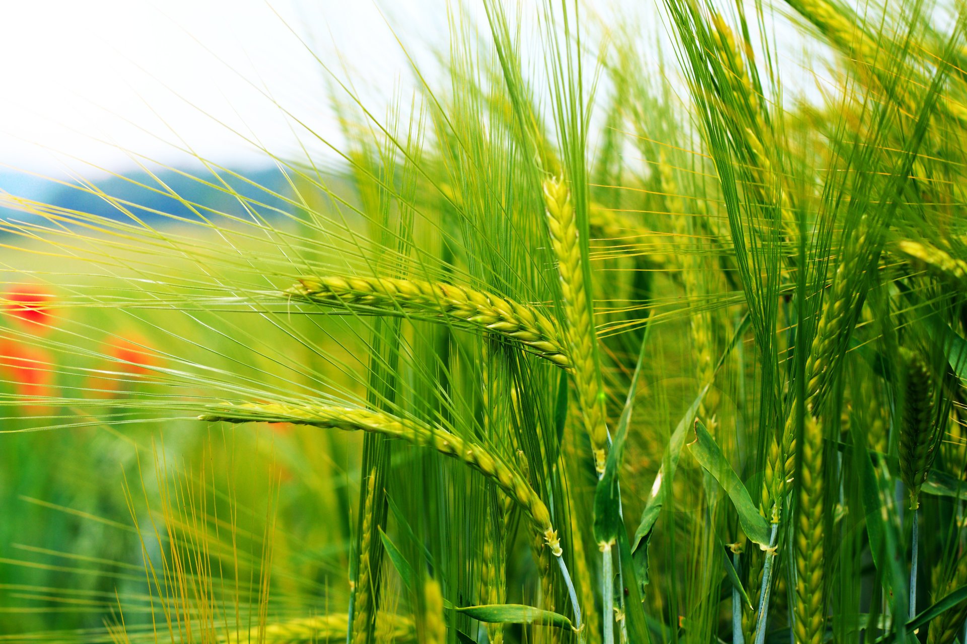 épis bokeh céréales tiges