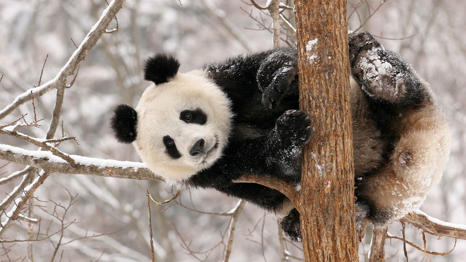 panda bär schnee winter