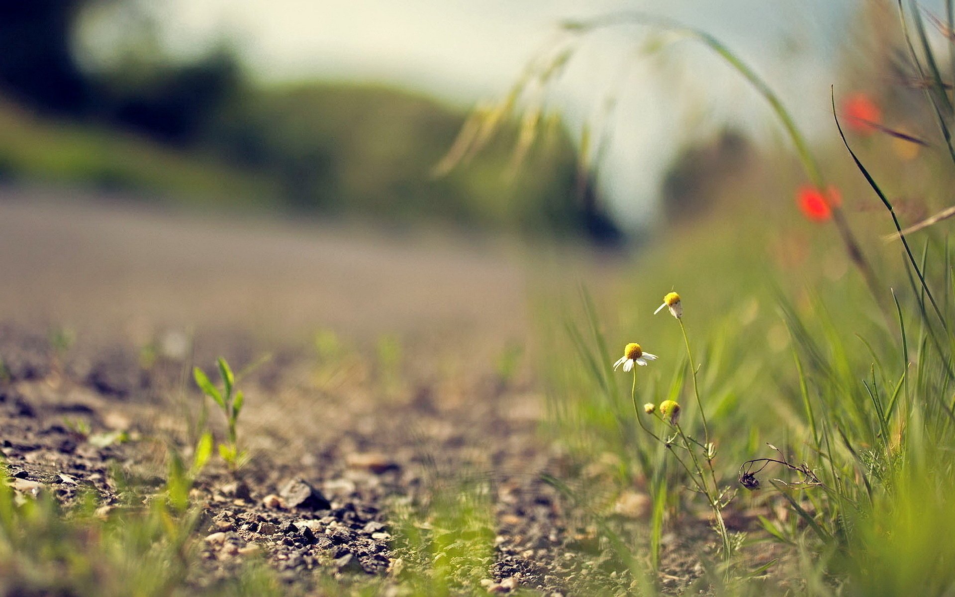 macro road daisy