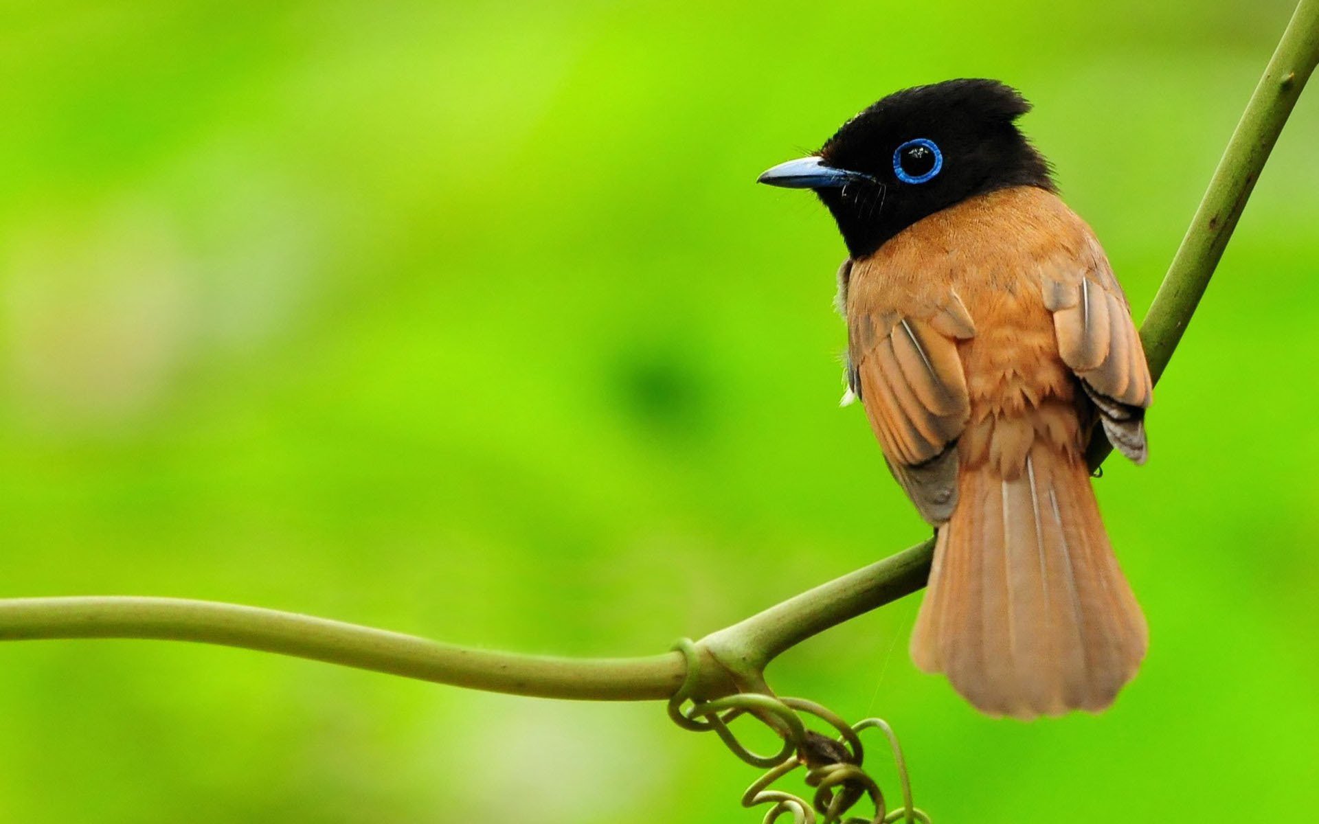 asian paradise-flycatcher ptak zieleń makro gałąź