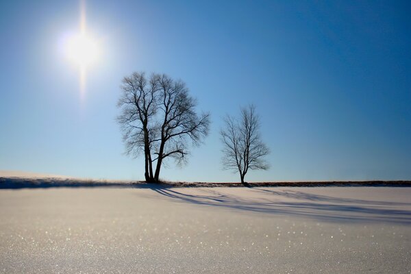 Arbres Solitaires parmi le sable et le soleil