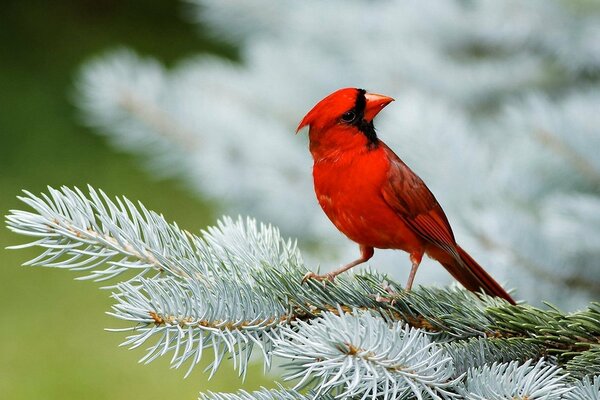 Oiseau rouge sur une branche blanche