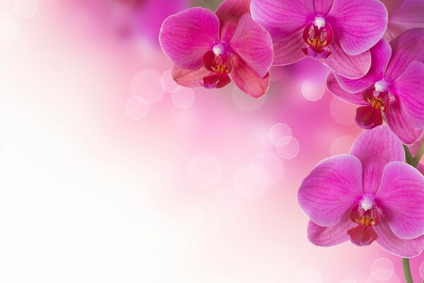 Pink bright orchids with mugs