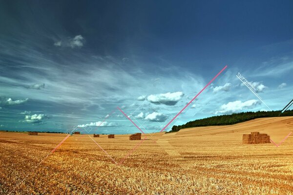 Campo con raccolto raccolto e linee