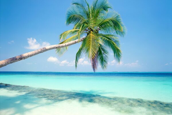 Strand am Meer mit Palmen und Sand