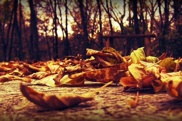 Feuilles jaunes automne automne vue macro