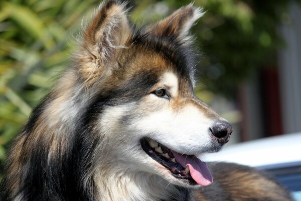 Hund Freund ist ein engagierter Freund des Menschen