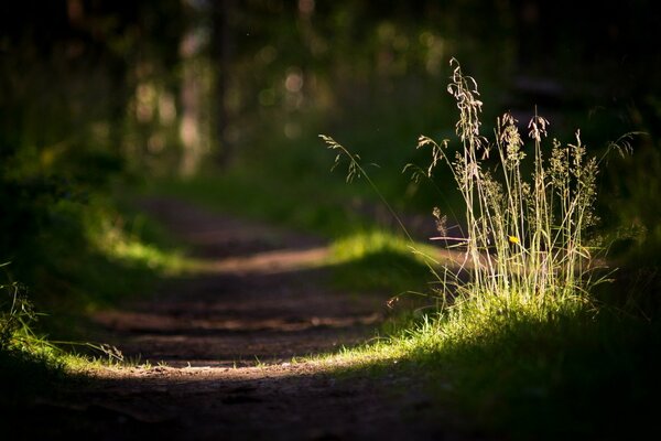 Wanderweg mit Licht von der Sonne im Wald