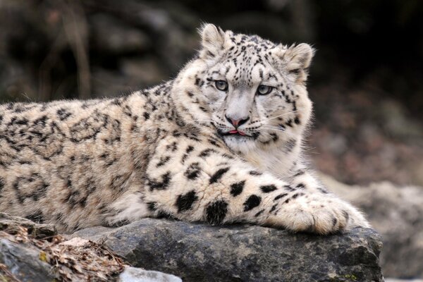 Leopardo de las Nieves, maestro de rocas y nieve