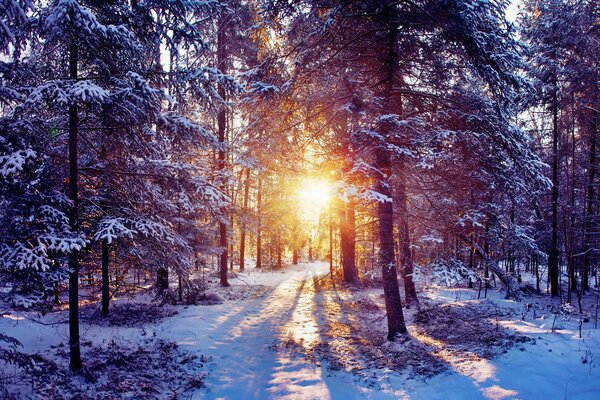 Paysage d hiver, les arbres dans la neige, les rayons du soleil se fraye un chemin