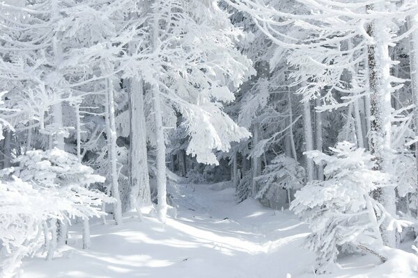 Märchenhafter Winterwald mit Bäumen, die mit Schnee bedeckt sind