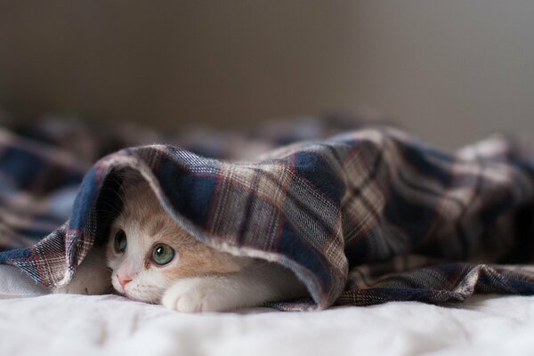 Hannah kitten under a blanket