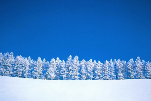 Arbres d hiver sur fond de ciel bleu