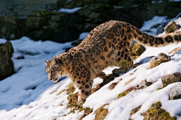 The owner of snow and rocks is a snow leopard