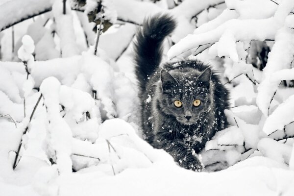 Gatto innevato che striscia sui cumuli di neve