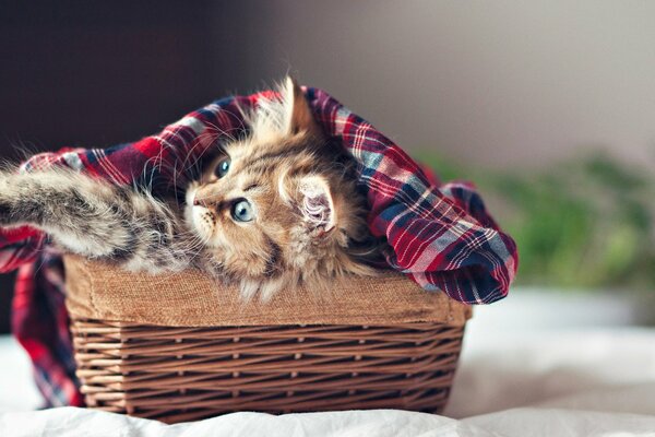 The kitten is resting in a wooden box under a blanket