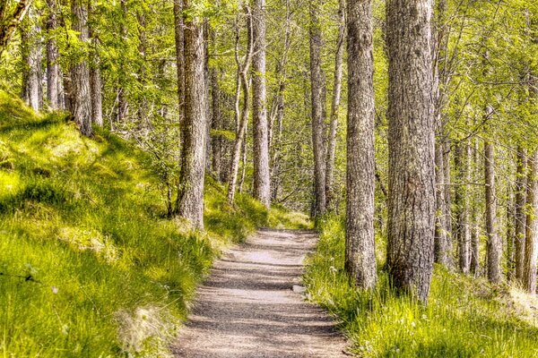 Un camino estrecho entre densos pinos