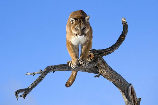 Chat sauvage sur une branche d arbre sec