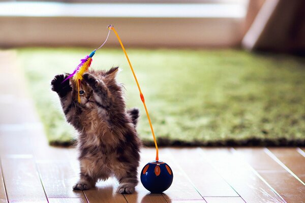 Gatito jugando en sus patas traseras