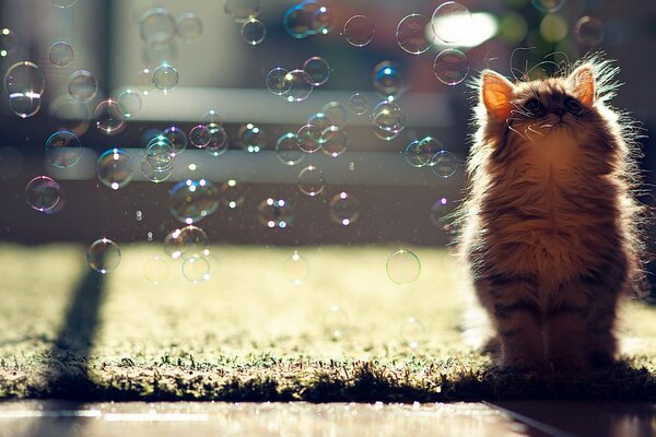 A kitten on the grass. Soap bubbles are not interesting to him