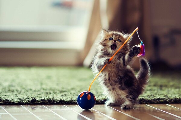 I sing, I play, I m the most naughty kitten