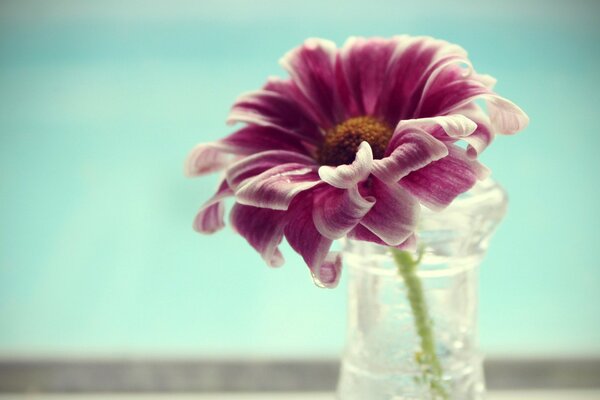 One flower with delicate petals in a vase