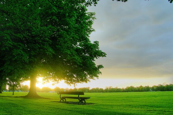 Banc sur fond d arbre et d herbe verte