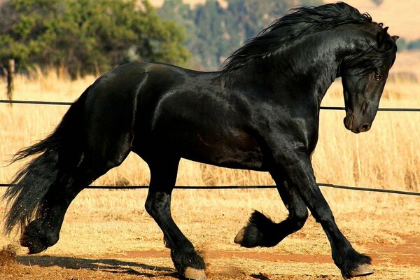 Caballo negro melena corriendo poder friso